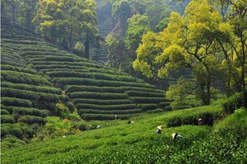 Meijiawu Tea Village