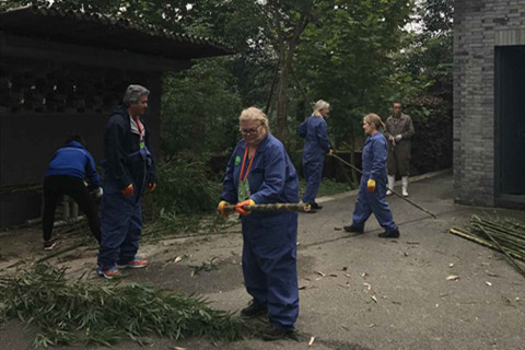 One Day Panda Volunteer Program as Keeper at Dujiangyan Base