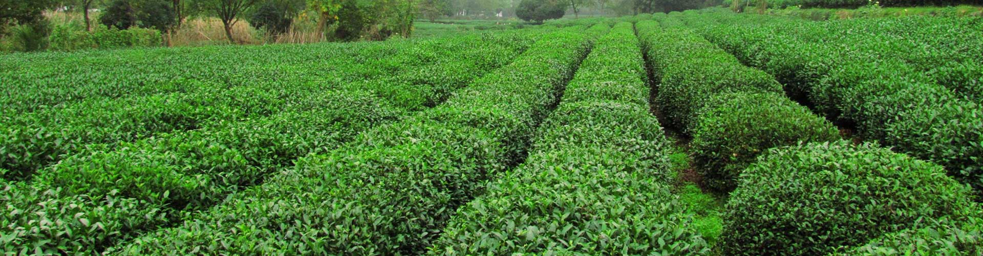 Unique Longjing Tea, Hangzhou Tours