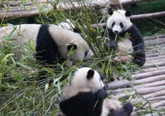 Chengdu Research Base of Giant Panda Breeding