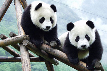 Giant Panda