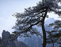 Huangshan Tours